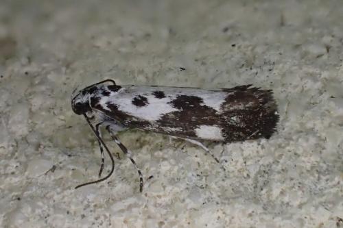 Ethmia quadrillella